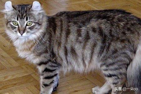 加拿大无毛猫壁纸:过敏性鼻炎，适合养什么猫，真的养不了任何猫吗？