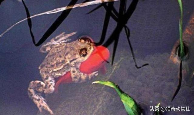 金蟾抱鲤:金蟾抱鲤从古至今一直有吗？