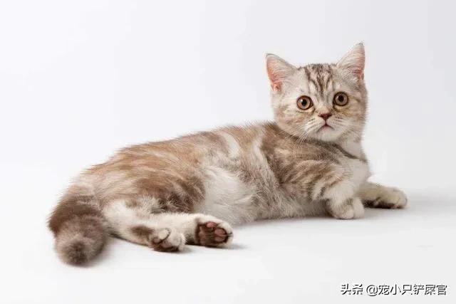 猫用了博来恩一直挠:猫咪耳朵上擦了促进食欲的药有效时间是多久？使用时要注意什么？