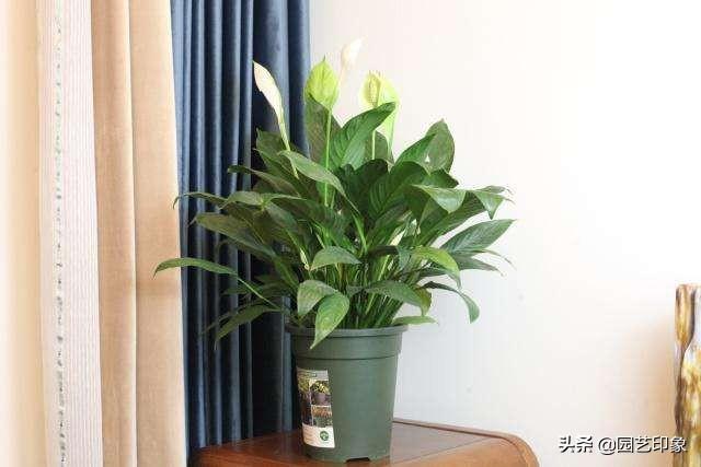 一帆风顺怎么养:一帆风顺冬天变什么样子？怎么养好？
