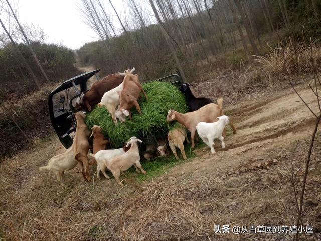 动物性饲料互联网项目:“互联网养羊”是真的在养羊吗？