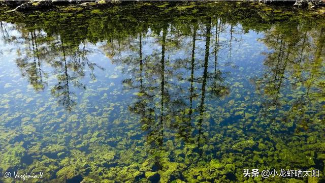 大水榕长出水面:请问渔塘水面上长满青苔是怎么回事？