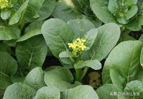 头条问答 菜心几天淋一次水最佳 14个回答