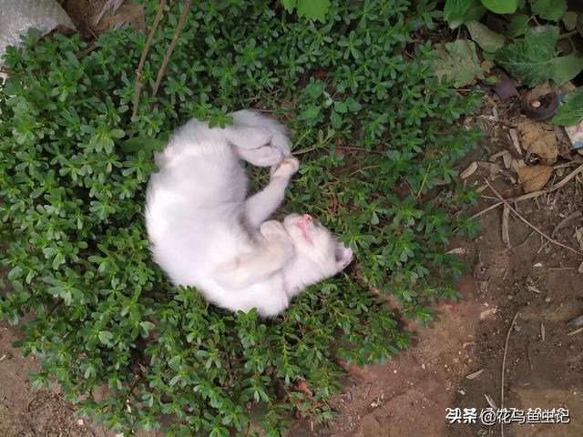 猫咪视频:小猫可以吃烤鱼片吗，它两天没小便了，没事吧？