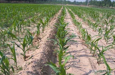 甲哌鎓使用方法分享，玉米种植怎么播种能起到抗倒伏作用，都有哪些技巧