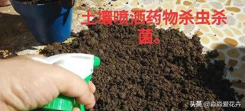 量天尺干瘪发黑:丽格海棠根部干瘪黑是怎么回事？