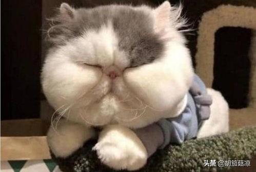 伽菲猫的图片:猫怎么才能胖脸呢，母加菲猫发腮吗？猫咪发腮小技巧？