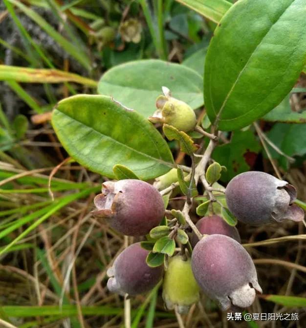 你吃过最难忘的水果是什么?-育儿网