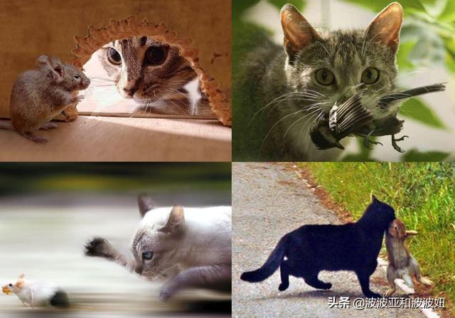 中低端猫粮排行榜:大年初三捡了只蓝白流浪猫，学生党我要买哪种猫粮？