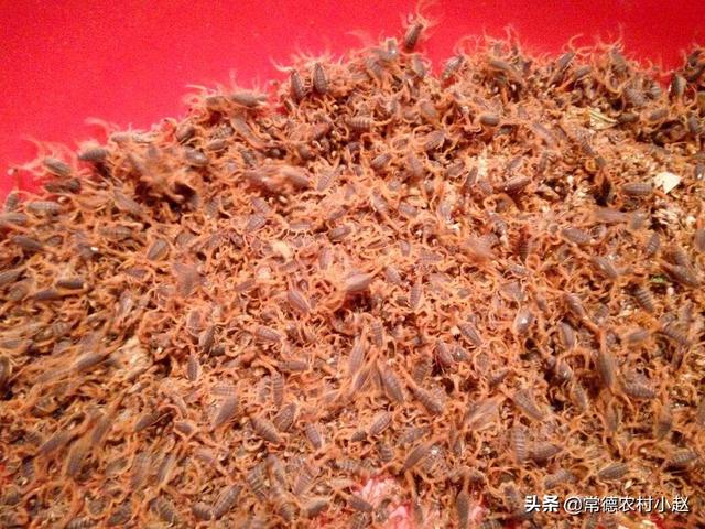 秘鲁巨人蜈蚣:除了人类，谁还知道蝙蝠的天敌是谁？求科普介绍下相关知识？