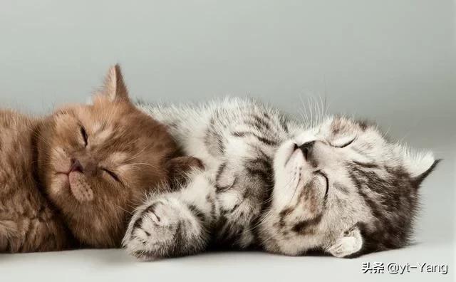 猫会用饮水器吗?:本人高一，五天回家一次，猫咪自己在家可以吗？