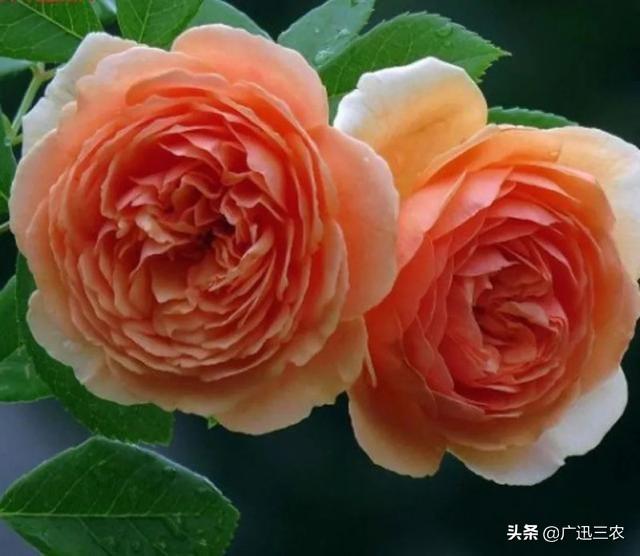 vents月季花品种介绍及图片:什么月季花期长，花型不散？