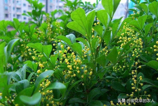 米兰花图片:米兰开花期能搬到室内养吗？