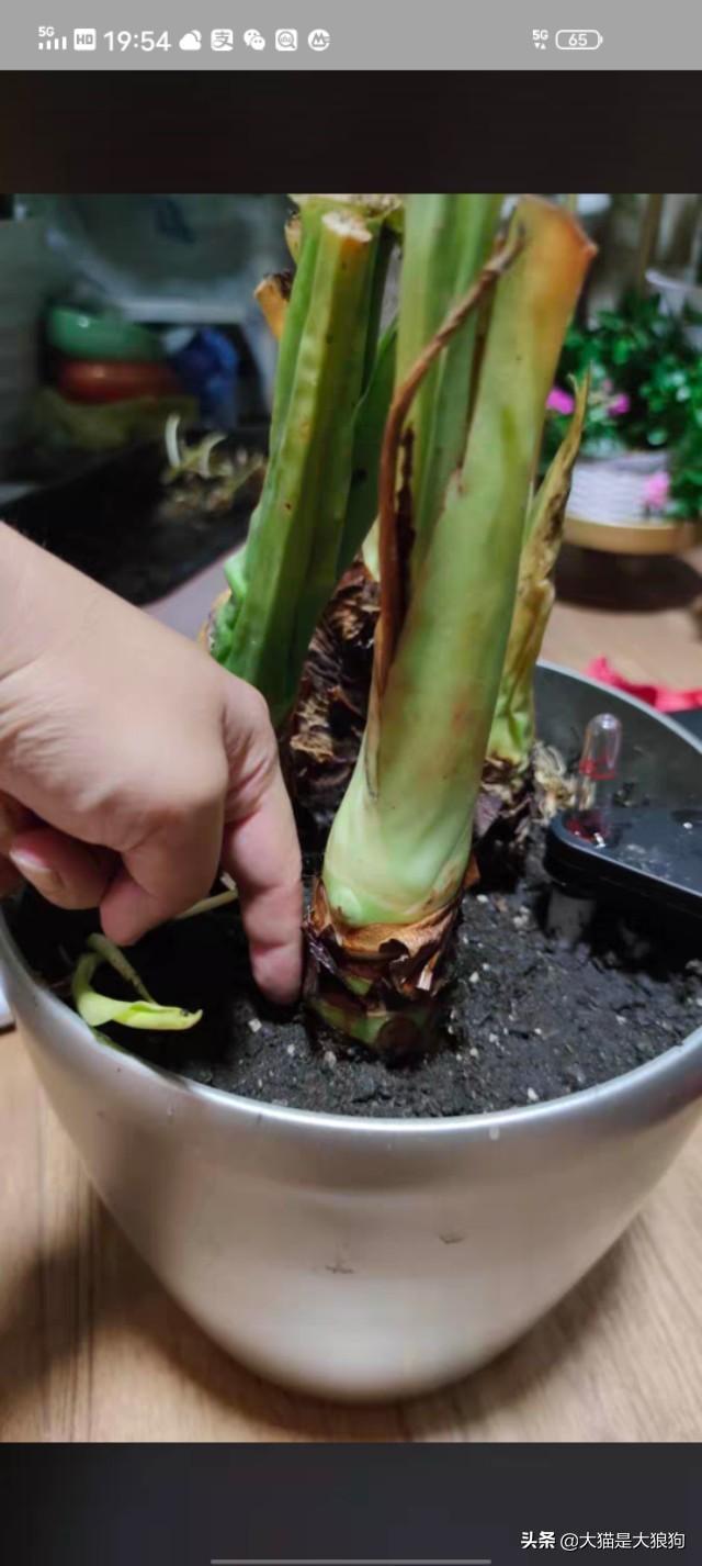 水培滴水观音施肥方法:滴水观音好养吗？需要施肥吗？
