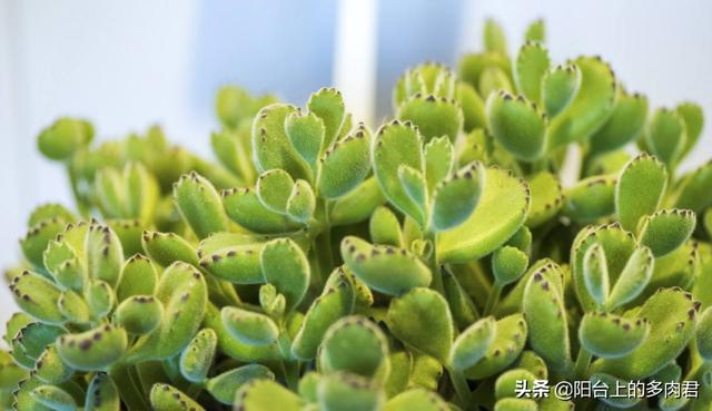 多肉熊童子好养不:多肉植物熊童子的叶片脏了怎么清理？