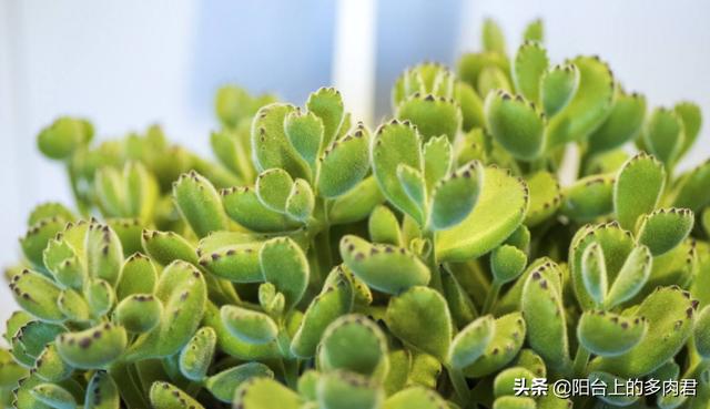 熊童子烂叶:多肉植物熊童子在夏天掉叶子怎么办？