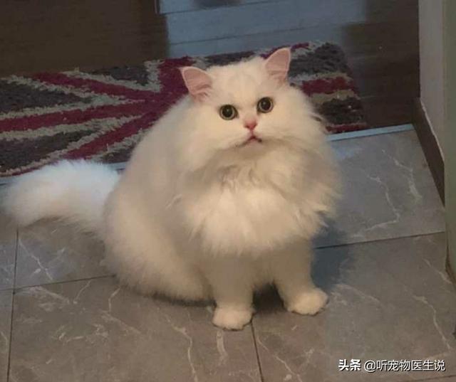 好看的金吉拉猫图片:金吉拉拉稀屁股红，猫咪屁股拉稀拉红了怎么办？