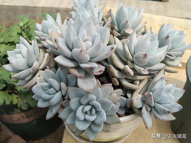 头条问答 多肉植物如何上色 40个回答