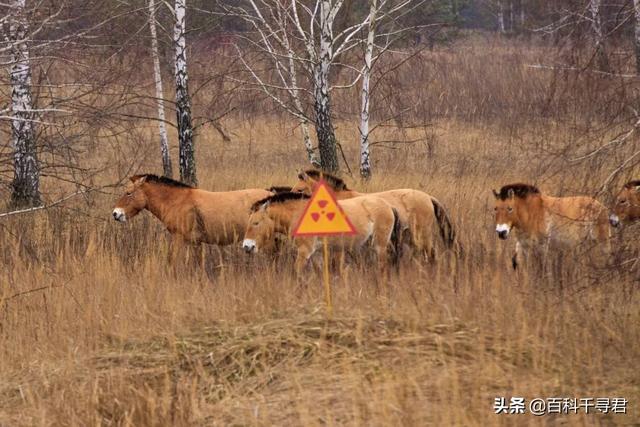 雨蛙设计:切尔诺贝利核电站爆炸后，变异的动物成什么样子了？