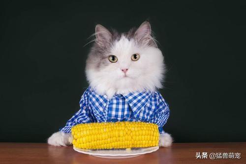 猫发情持续几天:闹猫一般持续多久啊？谢谢？