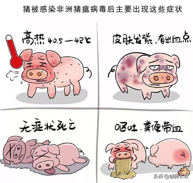 猪拉血便是什么原因:四十斤猪仔突然不吃料，没精神还拉血出来是怎么回事？