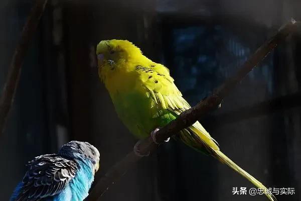 虎皮鹦鹉多大可以繁殖,虎皮鹦鹉什么时候会繁殖？