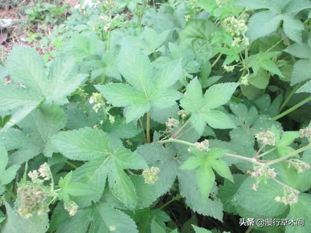 天庭微信<a href=https://maguai.com/list/269-0-0.html target=_blank class=infotextkey>红包群</a>风起云涌:新屋第一年要“守屋”是什么样的习俗什么寓意