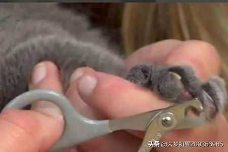 铲屎官应如何给猫咪剪指甲，一个人怎么给猫咪剪指甲？