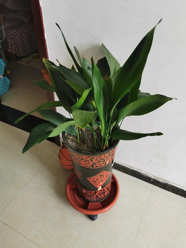室内净化空气植物:家里种植哪种盆栽植物有处于净化空气？