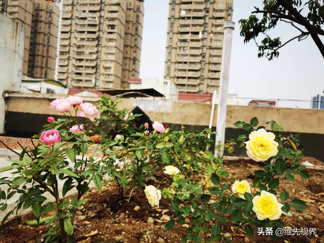 我家住在顶楼，最近想在楼顶搞一个空中花园，能否请大家提供好思路？插图15