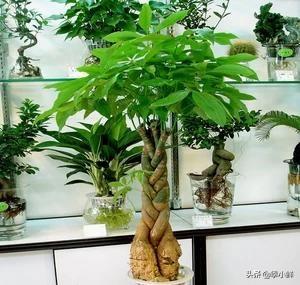 室内观赏植物:室内种植花草哪些比较适合？