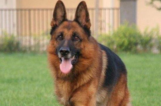 猫论坛德国牧羊犬视频:德牧怎样看是不是纯种的？请各位高手不吝赐教！谢谢？