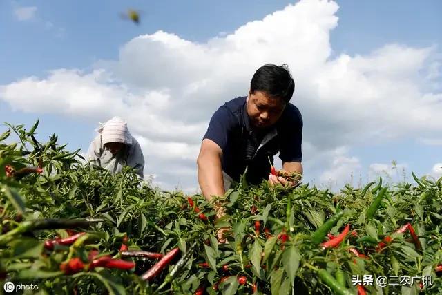 早立秋和晚立秋是如何划分的？