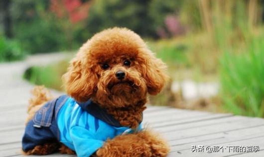 泰迪狗狗发烧症状:泰迪犬不舒服，它会怎样表现出来呢？