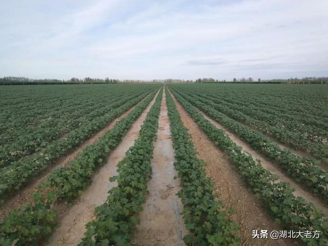 头条问答 棉花苗期主要的病虫害有哪些 该如何防治 8个回答