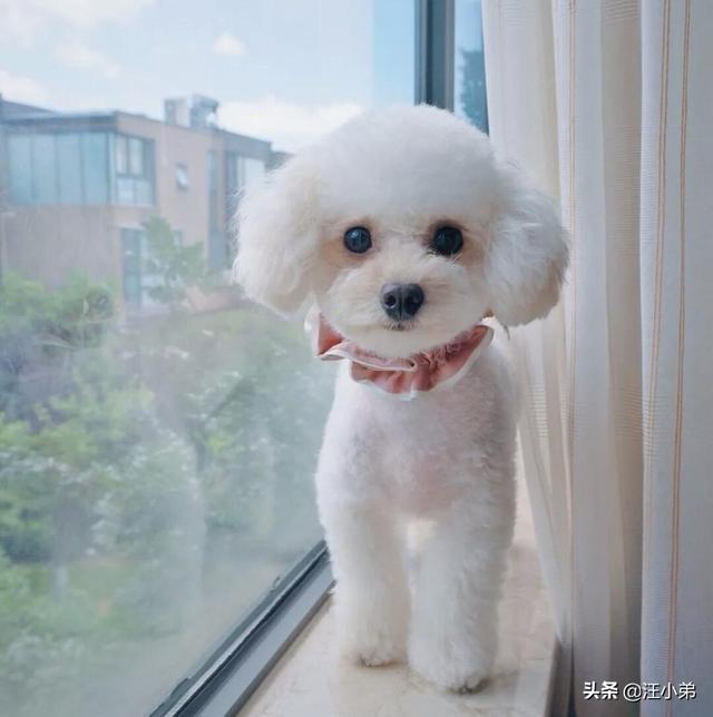 犬爱:小泰迪见了别的狗狗爱叫怎么办？ 犬爱主题曲