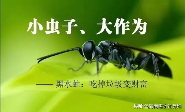 疫情过后,农村有什么好的发展项目？