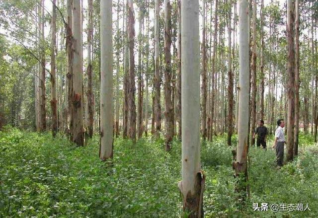 种植桉树的经济效益，农村100亩坡地，想种桉树，多久能有收成