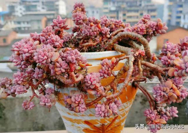 多肉景天科长生草属有哪些植物:有哪些多肉品种值得推荐？