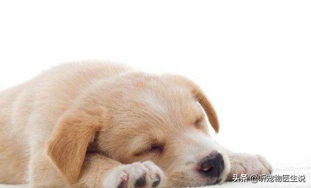 狗难产:阿拉斯加犬难生产用打催生针吗？