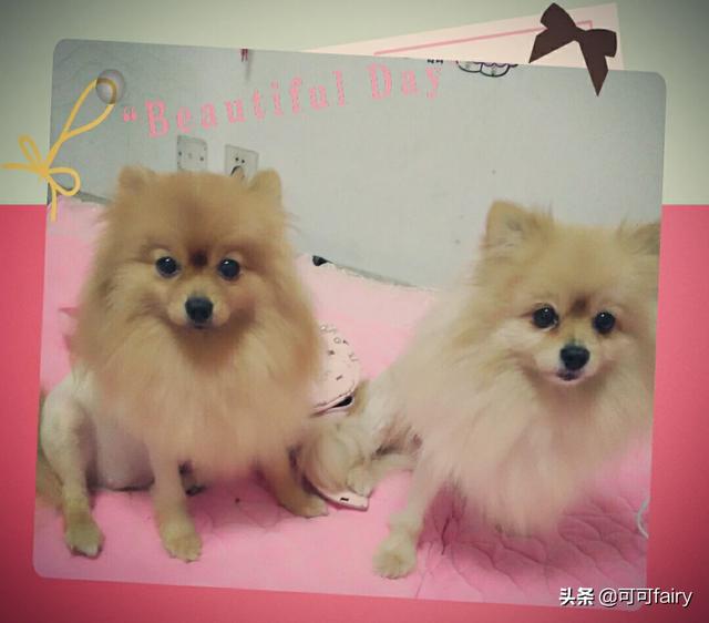 小型宠物犬种类图片:中小型犬有哪些，比较典型的宠物犬？