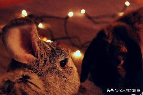 兔子耳螨治疗:兔子的耳螨可以洗干净吗，兔子耳螨怎么洗？ 兔子耳螨专用药
