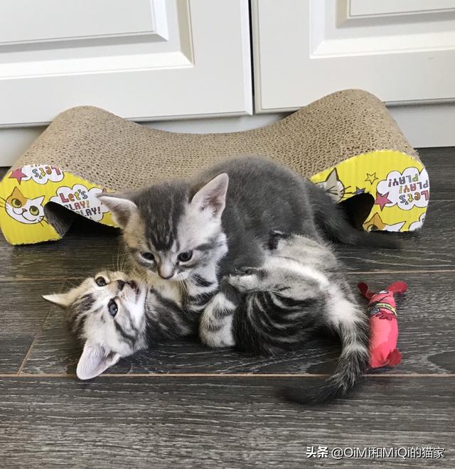 两只超萌猫咪图片:同时养两只猫是种什么体验？