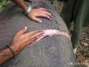 雷克斯警官纪录片:有哪些好看又可以学到知识的古生物纪录片？