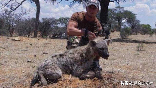杜兵猎犬袭击身亡:谁说说鬣狗伤人都有哪些案例？