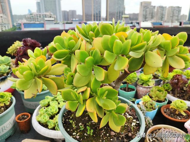 玉树养成盆景的几个技巧，为什么有人养在室内就容易挂掉呢？插图60