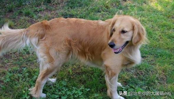 宠物中国 金毛论坛:金毛在饮食上有什么需要注意？
