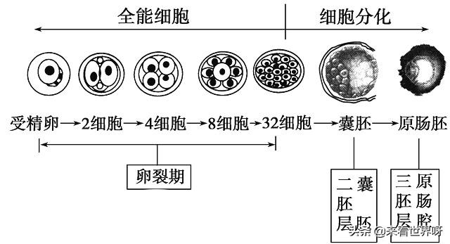 翻车鲀鱼一次产约3亿卵子:如果地球上的老鼠全部灭绝会怎样？