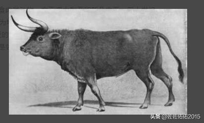 史德拉海牛灭绝在哪:10大已灭绝物种：霸王龙、斑驴？
