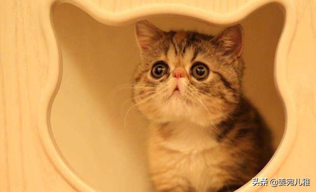 英短蓝猫养公猫好还是母猫好:养母猫和公猫有什么不同？